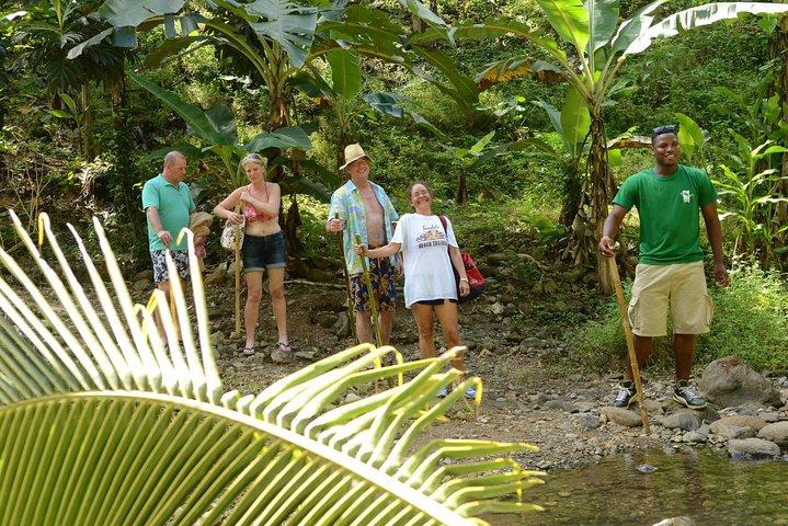 Rainforest Hike & Waterfall Safari St. Lucia From Castries