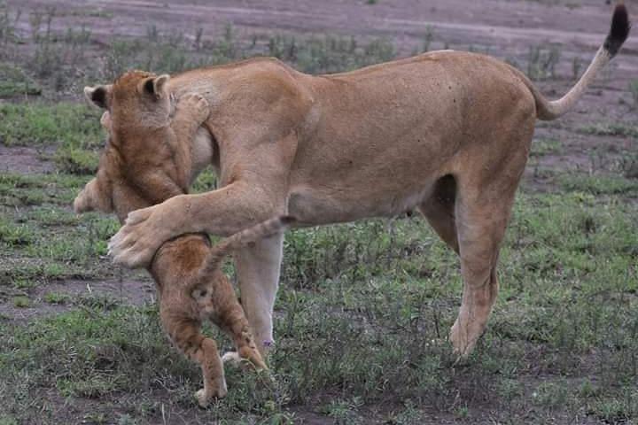 6 Days Budget Camping Tanzania Safari Highlights