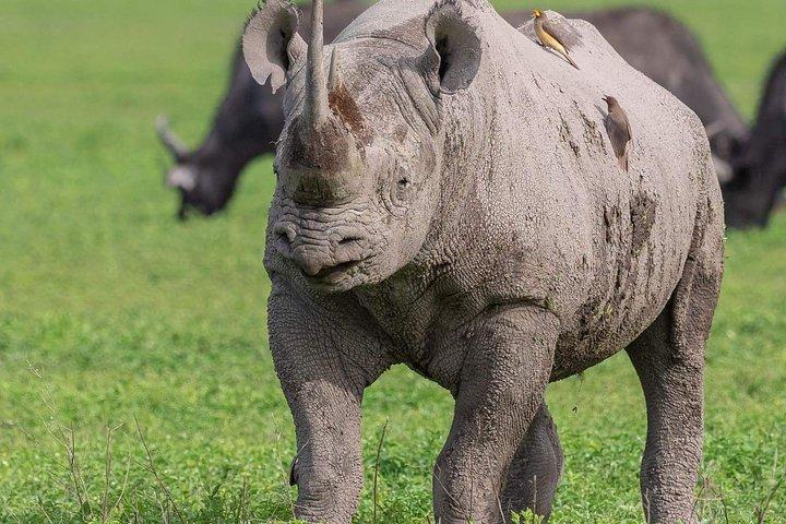 6 Days Budget Camping Tanzania Safari Highlights