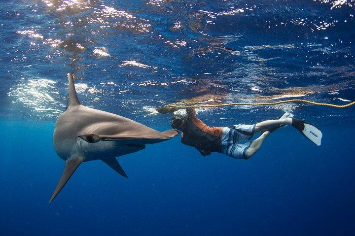 Snorkeling or Swimming with Sharks in Cabo San Lucas