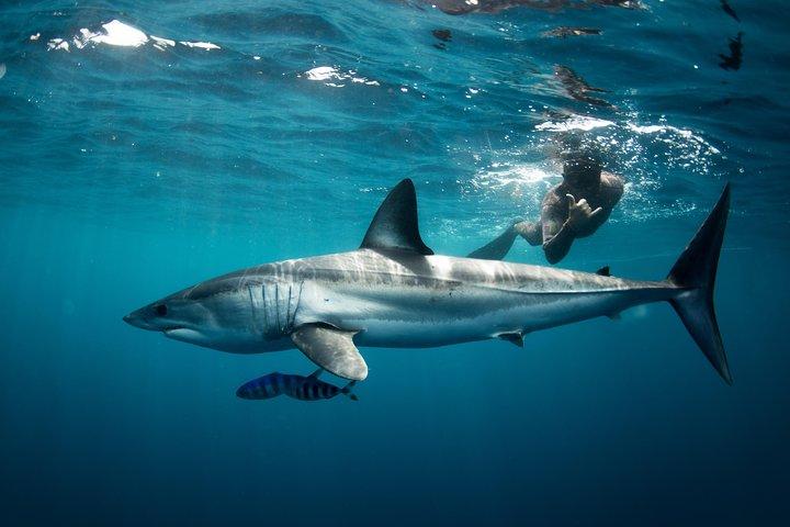 Snorkeling or Swimming with Sharks in Cabo San Lucas