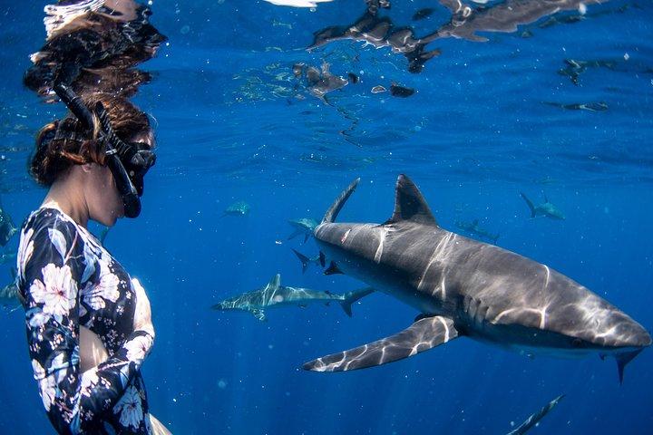 Snorkeling or Swimming with Sharks in Cabo San Lucas