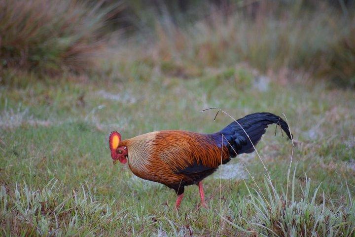 Horton Plains National Park Hike from Nuwara Eliya