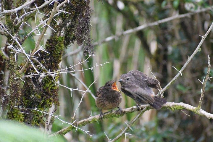 Horton Plains National Park Hike from Nuwara Eliya