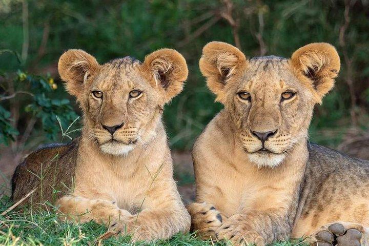 7 Day Private Mid Range Big Five Safari to Tanzania Park