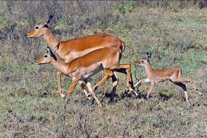 7 Days Great Migration Safari Tanzania (Private budget Safari)