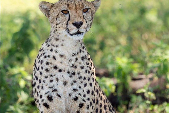 6 Days Big Five Tanzania Wildlife Safari