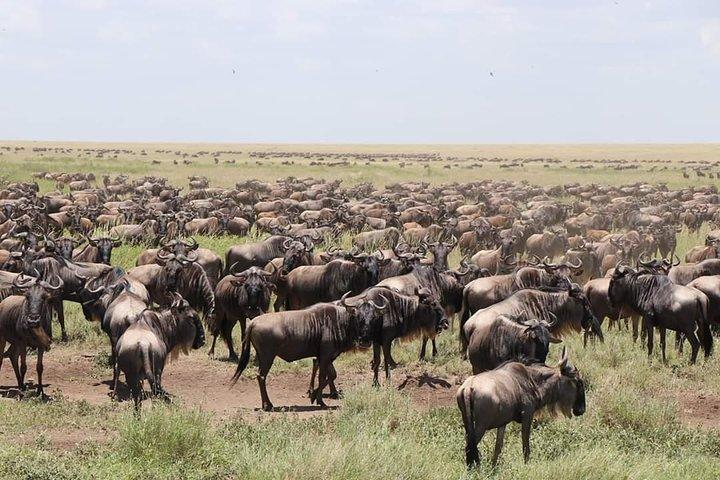 6 Days Big Five Tanzania Wildlife Safari