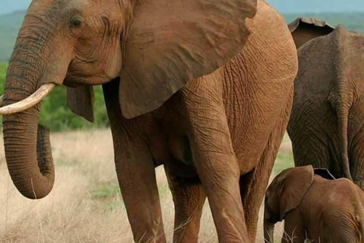 6 Days Big Five Tanzania Wildlife Safari