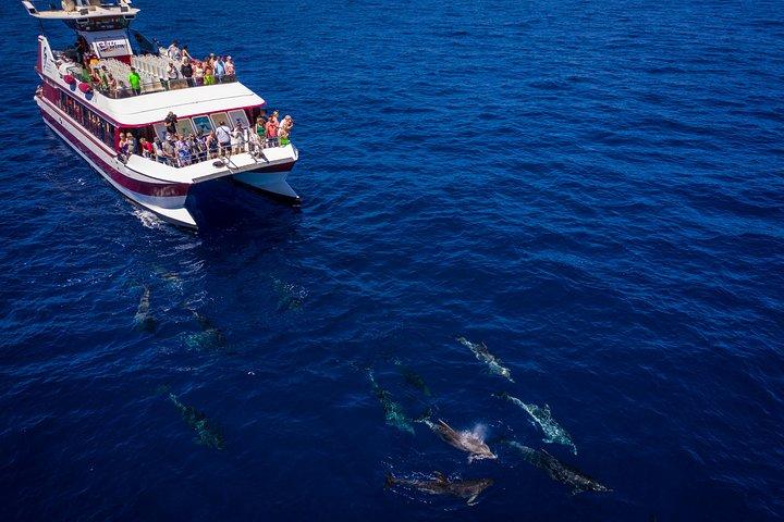 Dolphin & Whale Watching Mini Cruise with Underwater Viewing