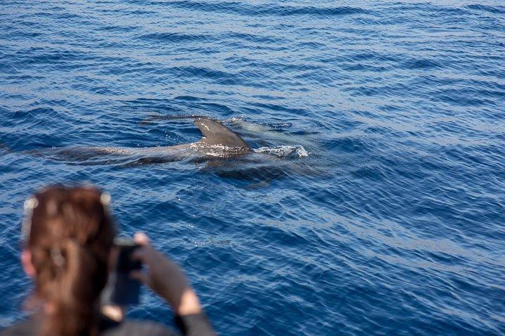 Dolphin & Whale Watching Mini Cruise with Underwater Viewing