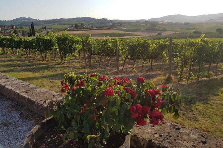 Montepulciano and Pienza: Private Wine Tour from Rome