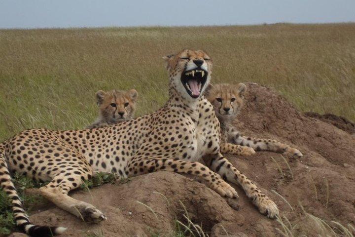 Day Tour: Ngorongoro Conservation Area