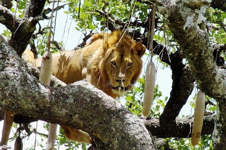 Day Tour: Ngorongoro Conservation Area