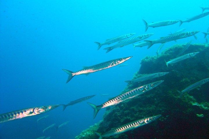 Qualified Diver 1 Tank Dive in Mykonos