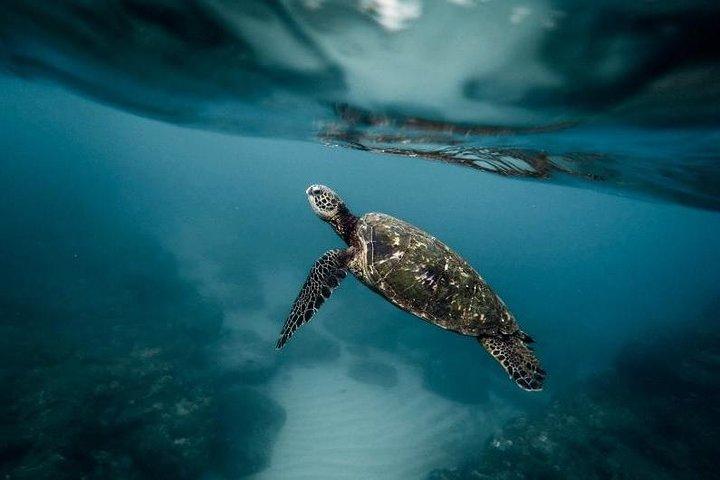 Pescador Island with Sardines & Turtle and Canyoneering in Kawasan Falls