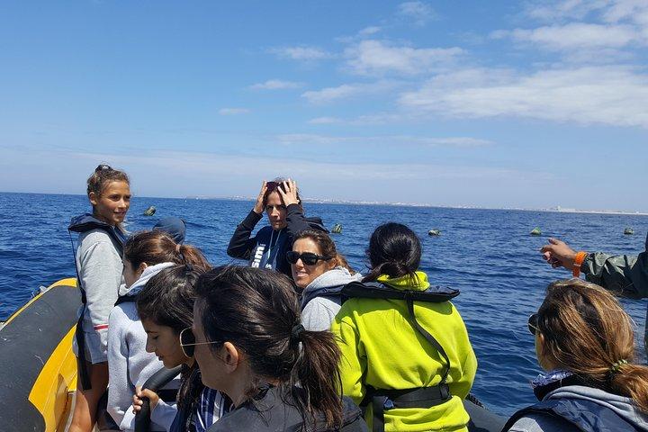 Dolphin Route