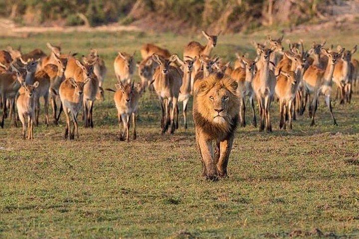 4 Days Join Group Tarangire Serengeti and Ngorongoro