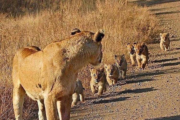 4 Days Join Group Tarangire Serengeti and Ngorongoro