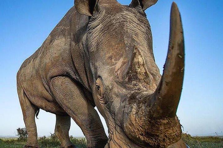 4 Days Join Group Tarangire Serengeti and Ngorongoro