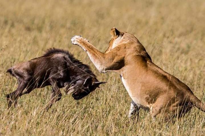 Serengeti national Park, ngorongoro conservation area 3 days two nights