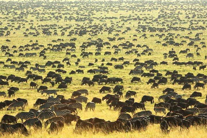 Tanzania wildlife & Cultural Safari- 11days