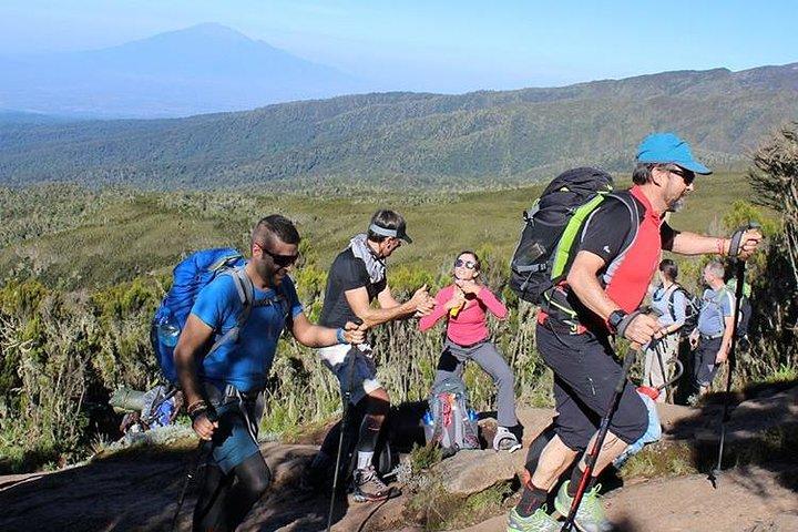 8-Day Private Kilimanjaro Climb via Lemosho Route from Arusha