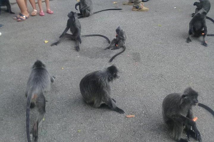 Monkey Hill, Eagle &Firefly Tour+Free Batu Caves Visit.