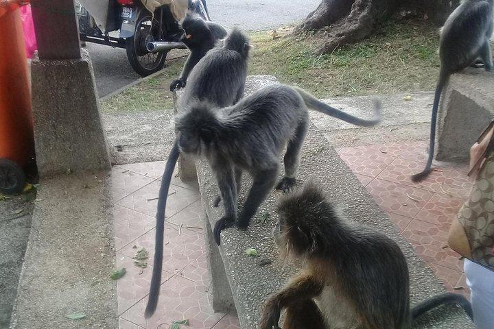 Monkey Hill, Eagle &Firefly Tour+Free Batu Caves Visit.