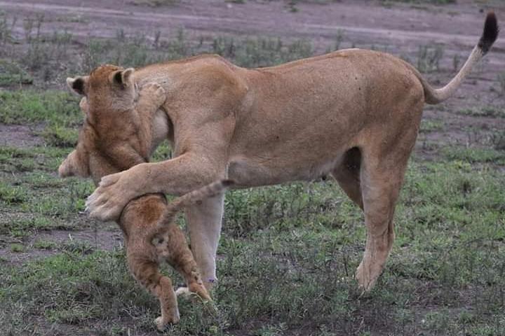 4-Day Private Lodge Safari Tarangire, Serengeti & Ngorongoro