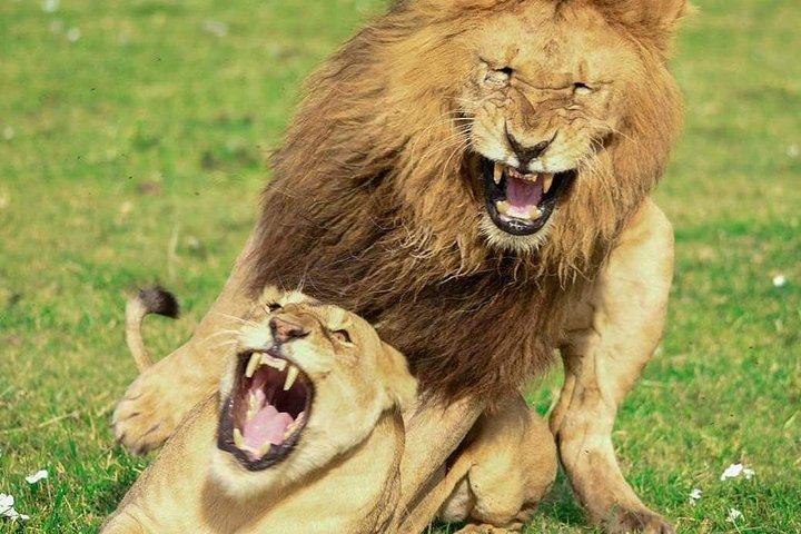 Full Day To Arusha National Park