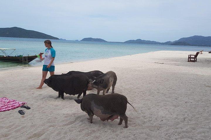 Half Day Pig Island and Snorkeling Experience