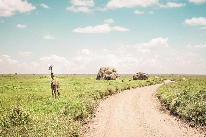 2 days Safari to Tarangire and Ngorongoro crater