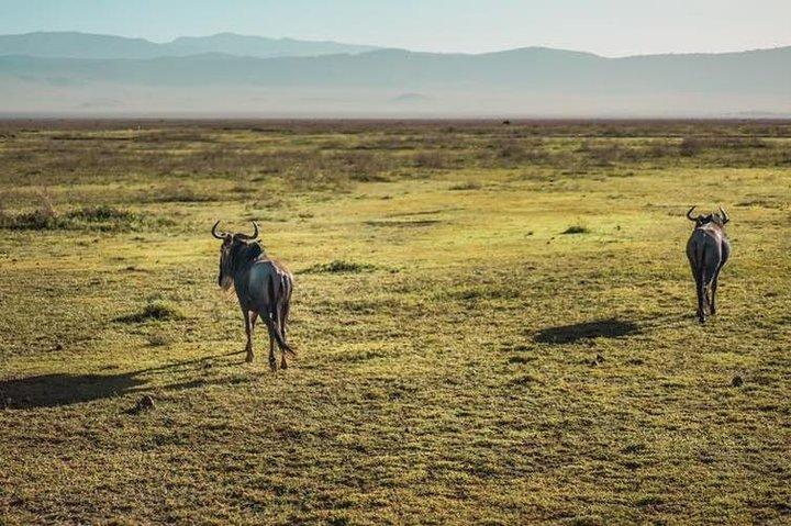 2 days Safari to Lake Manyara and Ngorongoro crater