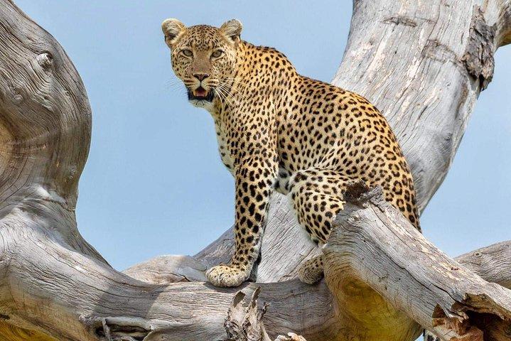 6 Days Luxury Safari Tarangire, Ngorongoro, Serengeti and Manyara