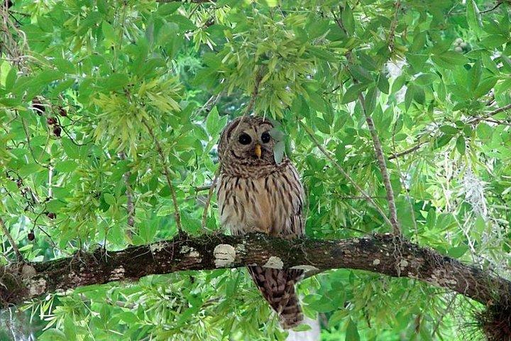 Wild & Scenic Loxahatchee River Guided Tour