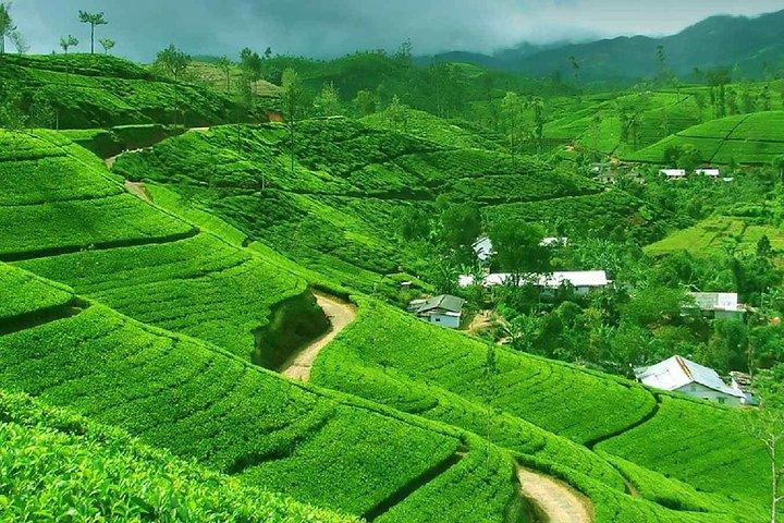 Kandy and Pinnawala Private Day Tour from Colombo/Negombo
