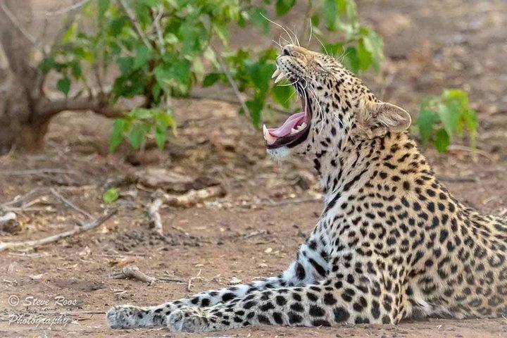 4 Days Luxury Lodge Safari Tour Tanzania