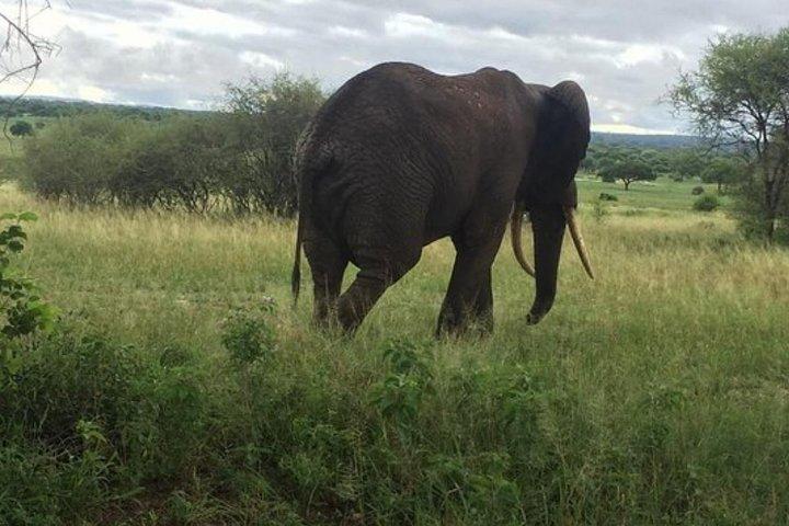 6 Days Luxury Lodge Safari To Lake Manyara, Serengeti, Ngorongoro & Tarangire