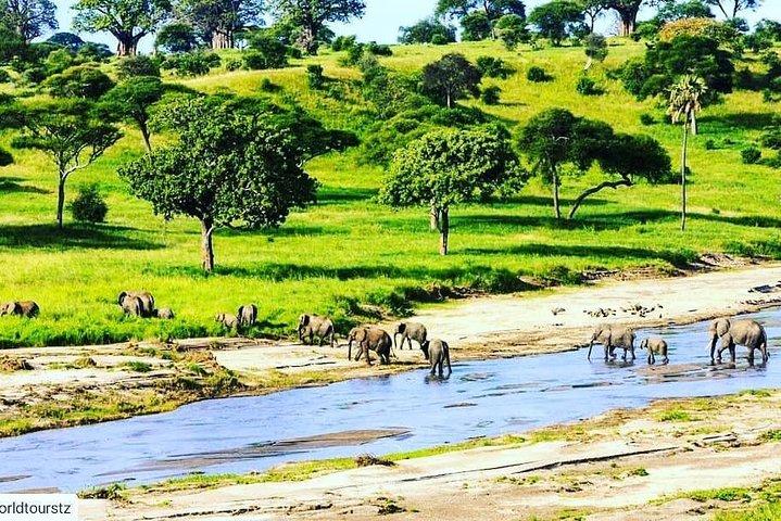 5 Days Mid-Range Lodge Safari To Lake Manyara , Serengeti & Ngorongoro.