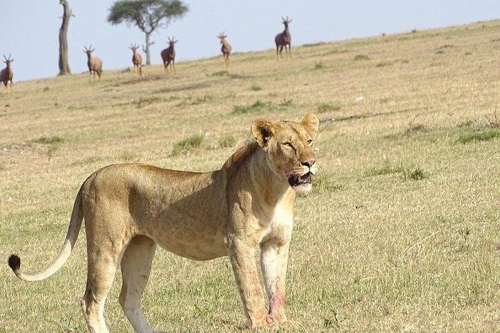 3 Days Private Masai Mara National Reserve Safari