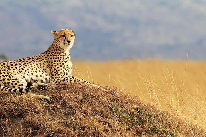 10 Days Maasai Mara photographer safari