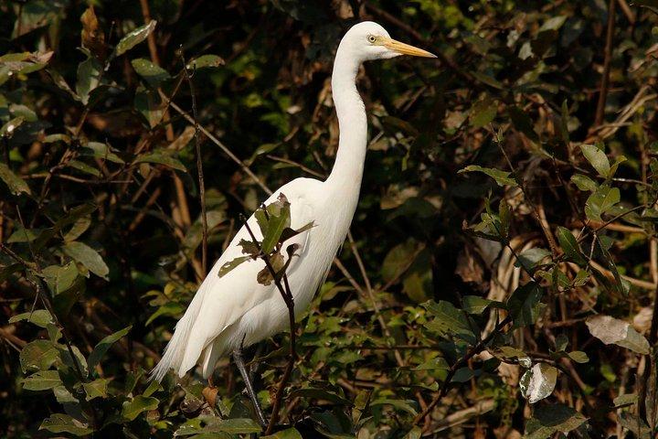 One Day Private Guide Tour to Prek Toal Biosphere - All Inclusive