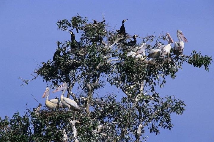 One Day Private Guide Tour to Prek Toal Biosphere - All Inclusive