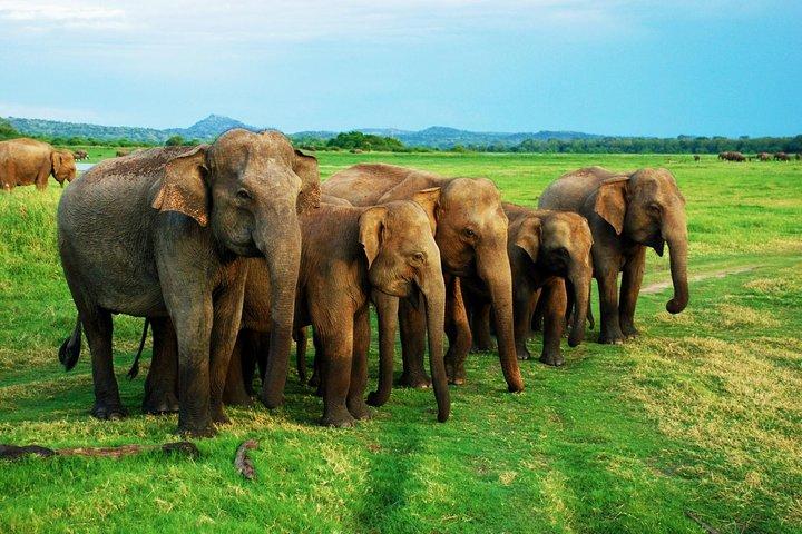 Minneriya national park safari with jeep From Colombo