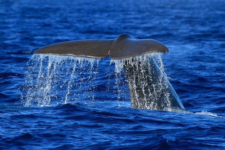 Whale and Dolphin Watching Tour at Terceira Island