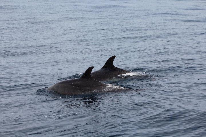 Swimming with Dolphins in Terceira Island
