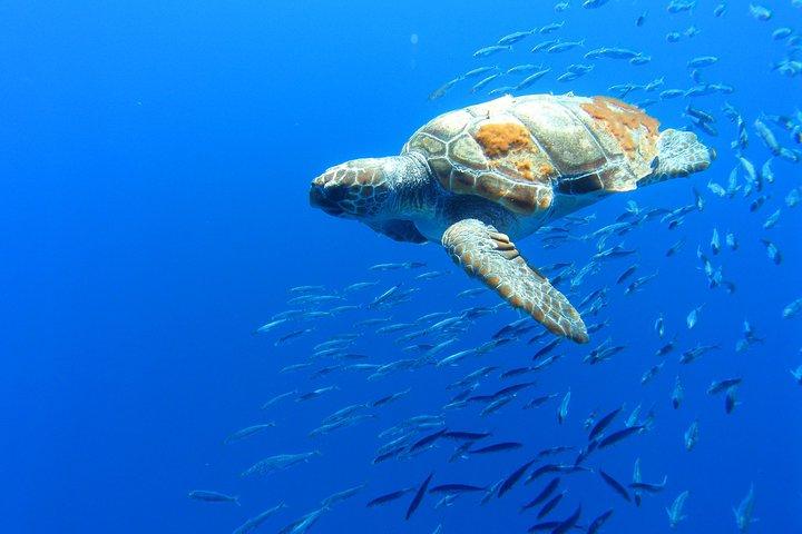 Swimming with Dolphins in Terceira Island