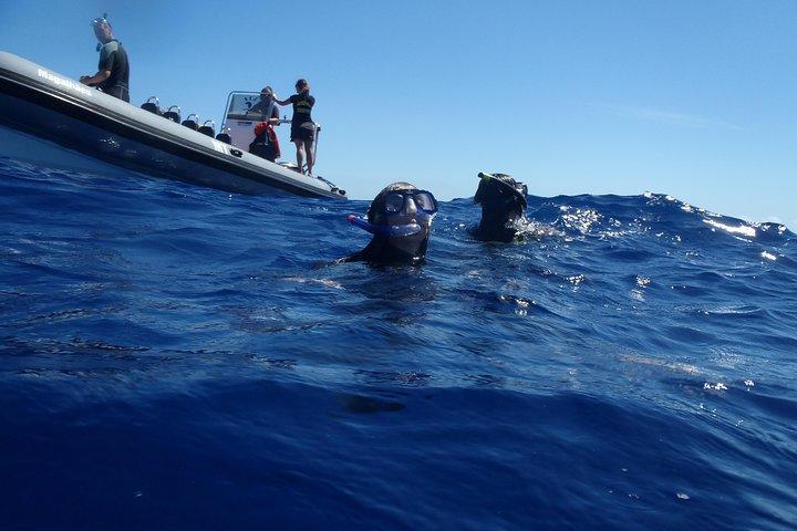 Swimming with Dolphins in Terceira Island