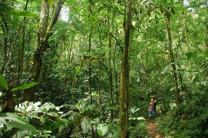 Ebano Waterfalls and Rainforest Safari Tour